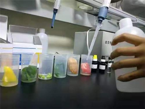 長江實驗小學 做食品安全的守望者,讓孩子食之放心